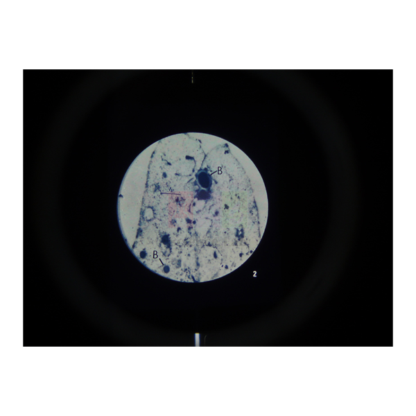 Microslide The Circulatory System